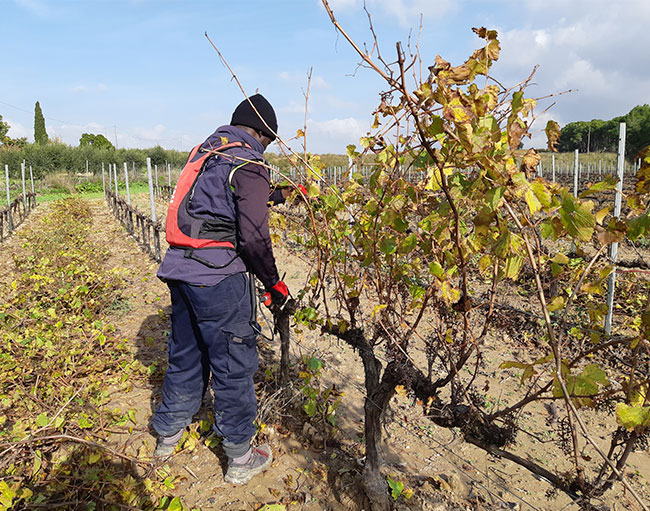La poda, el proceso que definirá la calidad de nuestro vino